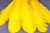 Декоративный Пучок из перьев, перо 23см/желтый - купить в Мурманске. Цена: 12.19 руб.