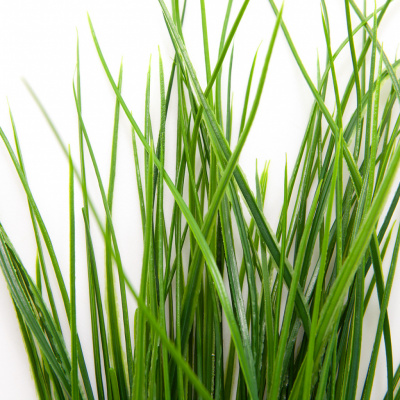 Трава искусственная -4, шт  (осока 50 см/8 см  7 листов)				 - купить в Мурманске. Цена: 130.73 руб.